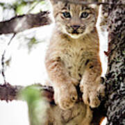 Lynx Kitten In Tree Poster