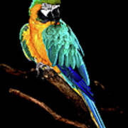Macaw Poster