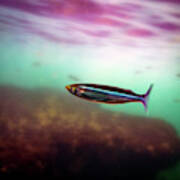 Mackerel In The Cove Poster