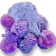 Macrophage And Cancer Cell Poster