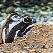 Magellan Penguins On The Isla Magdalena, Chile Poster