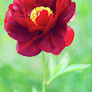 Magnificent Crimson Peony Poster