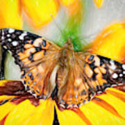 Magnificent Painted Lady Butterfly Poster