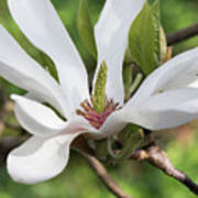 Magnolia Alba Superba Flower Poster