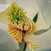 Magnolia Blossom Poster