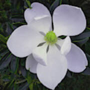 Magnolia Flower Photo F9718 Poster