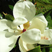 Magnolia Blossom 2019 Poster