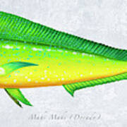 Mahi Mahi Portrait Poster