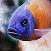 Majestic Red Fin Borleyi Cichlid Poster