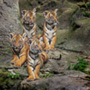 Malayan Tiger Cubs Oil Paint Poster