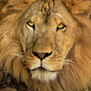 Male African Lion Portrait Wildlife Rescue Poster