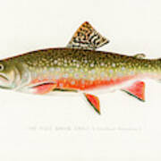 Male Brook Trout Poster