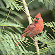 Male Cardinal Poster