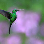 Male Green-crowned Brilliant Hovering Poster