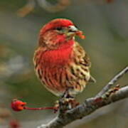 Male House Finch With Crabapple Poster