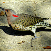 Male Yellow-shafted Northern Flicker Poster