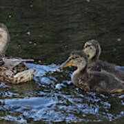Mallard And Three Ducklings Swimming Poster