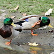 Mallard Ducks In Play Poster