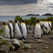 King Penguins Walking On Beach At South Georgia Island Poster