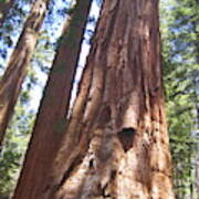Mariposa Grove Giant Ancient Trees Yosemite National Park Poster