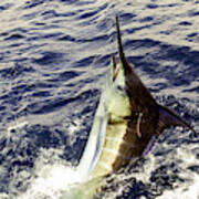 Marlin With Tag Poster