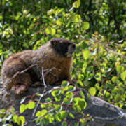 Marmot On A Rock Poster