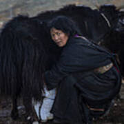Milking Tibetan Mother Poster