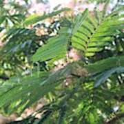 Mimosa Tree Blooms And Fronds Poster
