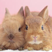 Mini Rabbits Poster