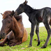 Misaki Horse Foal Nuzzling Mare Poster