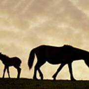 Miskai Horse Mare And Foal At Sunset Poster