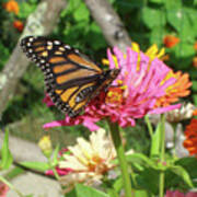 Monarch And Zinnia 1 Poster