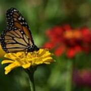 Monarch And Zinnias Poster