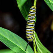 Monarch Caterpillar 4002 Poster