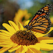 Monarch On Sunflower 2019 Poster