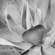 Monochrome Agave Poster