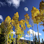 Moon Above Aspens Poster