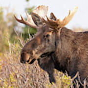 Moose Bull In The Foliage Poster