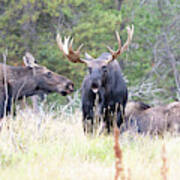 Moose Herd Poster