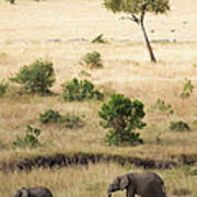 Mother And Baby Elephant In Savanna Poster