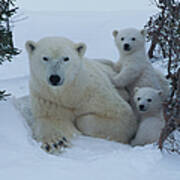 Mother Polar Bear & Her Cub, Canada Poster
