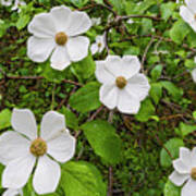Mountain Dogwood Flowers Poster