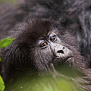 Mountain Gorilla Gorilla  Beringei Poster