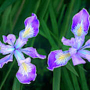 Mountain Iris Bloom Iris Douglasiana California Poster