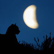 Mountain Lion Under The Patagonian Moon Poster
