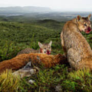 Mountain Lion Yearlings At Guanaco Kill Poster