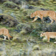 Mountain Loin And Cubs On The Move Poster
