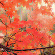 Mountain Maple Color Poster