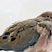 Mourning Dove In Winter Poster