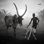 Mundari-south Sudan Boy And His Cows Poster